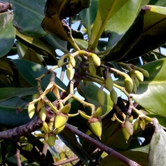 Rhizophora mucronata