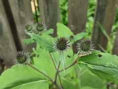 Arctium × ambiguum