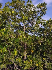Rhizophora mucronata