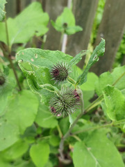 Arctium × ambiguum