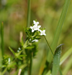 Asperula