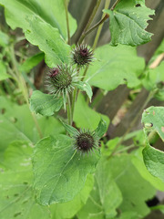Arctium × ambiguum