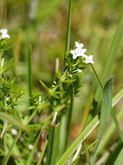 Asperula