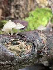 Favolaschia manipularis