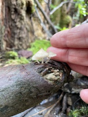Favolaschia manipularis