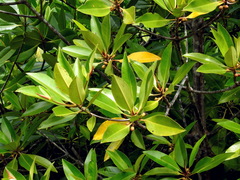 Rhizophora apiculata