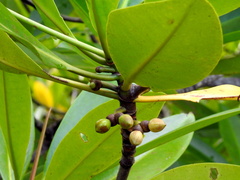 Rhizophora apiculata