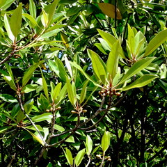 Rhizophora apiculata