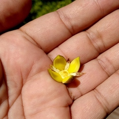 Rhizophora apiculata