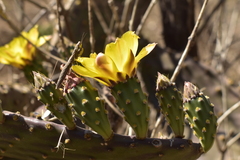 Opuntia decumbens