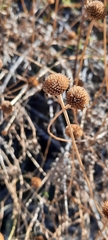 Sidneya tenuifolia