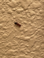 Camponotus decipiens