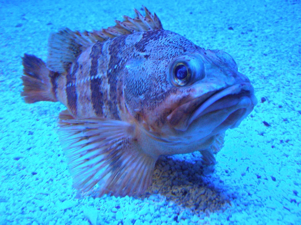 Blue-mouth