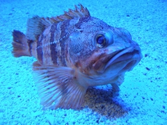 Blue-Mouth photo 2