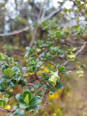 Escallonia myrtilloides
