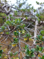 Escallonia myrtilloides