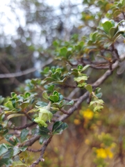 Escallonia myrtilloides