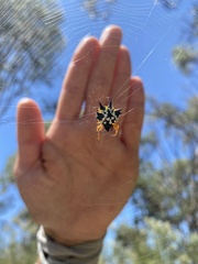 Austracantha minax