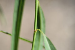 Microstachys chamaelea