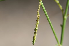 Microstachys chamaelea