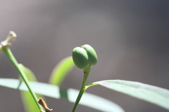 Microstachys chamaelea