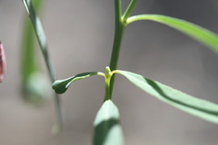 Microstachys chamaelea