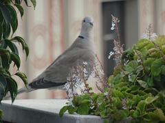 Streptopelia decaocto
