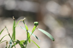 Microstachys chamaelea