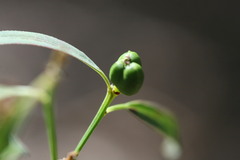 Microstachys chamaelea