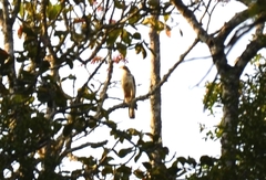 Spilornis cheela