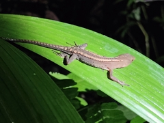 Gelanesaurus flavogularis