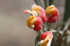 Grevillea refracta