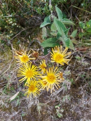 Munnozia senecionidis