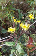 Munnozia senecionidis