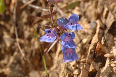 Penstemon heterophyllus
