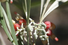 Grevillea refracta