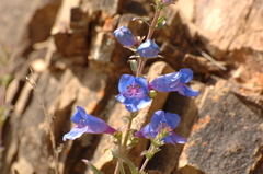 Penstemon heterophyllus