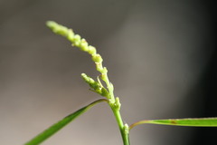 Microstachys chamaelea