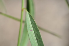 Microstachys chamaelea