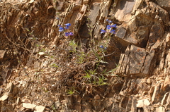 Penstemon heterophyllus
