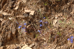 Penstemon heterophyllus