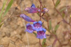 Penstemon heterophyllus