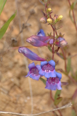 Penstemon heterophyllus