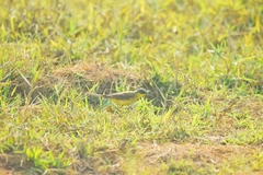 Motacilla tschutschensis