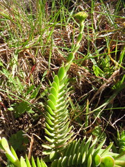 Crassula ciliata
