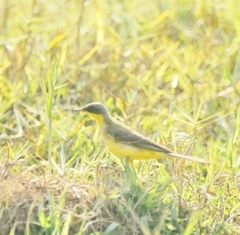 Motacilla tschutschensis