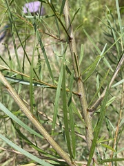 Acacia elongata