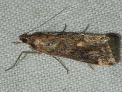 Achyra affinitalis