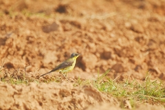 Motacilla tschutschensis