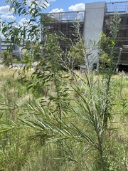 Acacia elongata